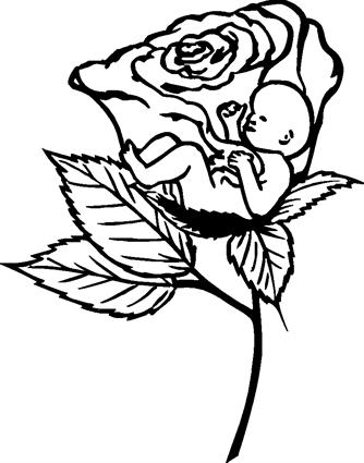 Rose with Baby Inside