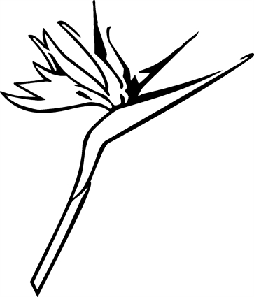 Bird of Paradise02