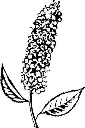 Black Cherry