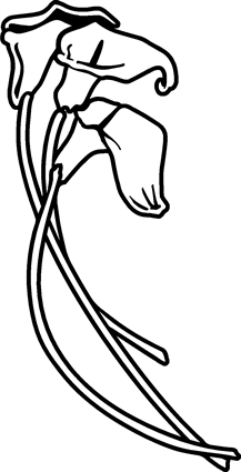 Calla Lilies05