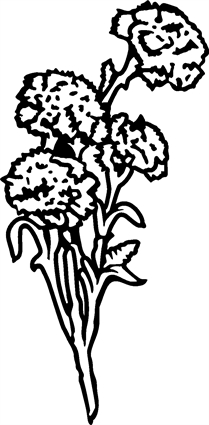 Carnations01