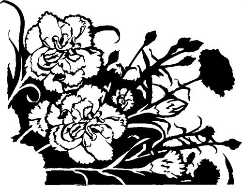 Carnations05