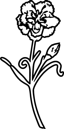 Carnations07