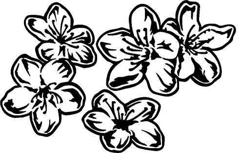 Cherry Blossoms 02