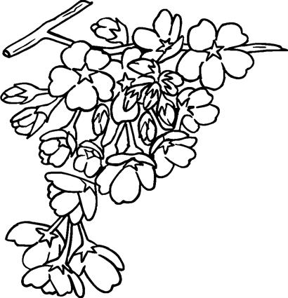 CHERRYBLOSSOMS
