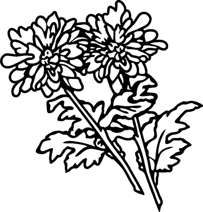 Chrysanthemums03