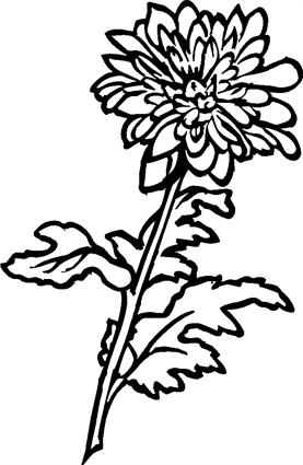 Chrysanthemums04