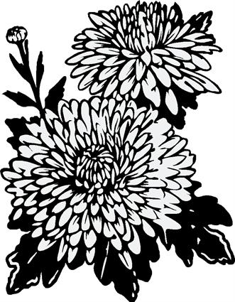 Chrysanthemums05