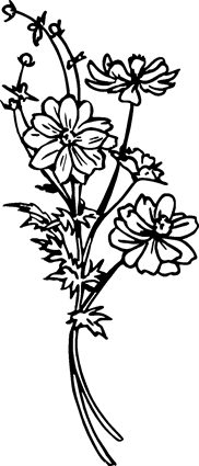 Cosmos01