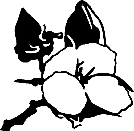 Cotton