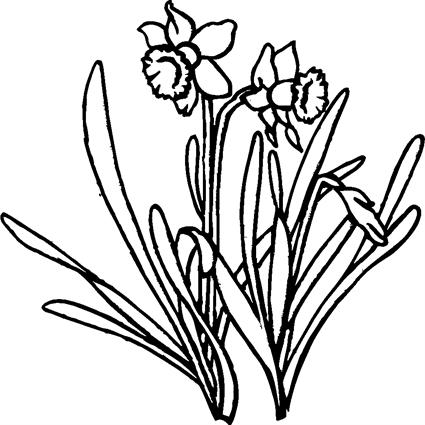 Daffodils01