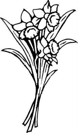 Daffodils07