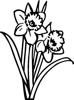Daffodils15