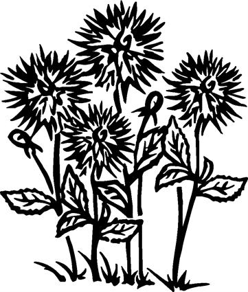 Dahlia13