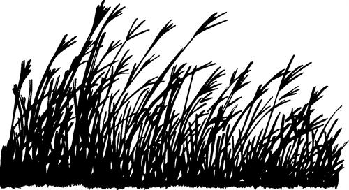 Tall Grass