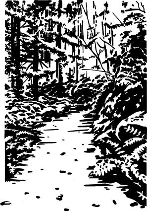 Trail and Woods