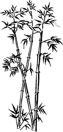 bamboo16
