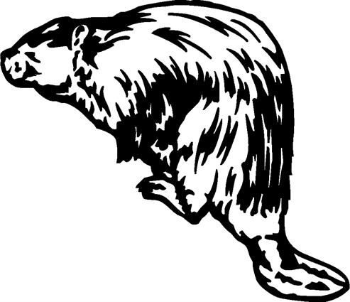Beaver03