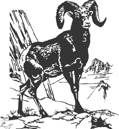 Big Horn Sheep01